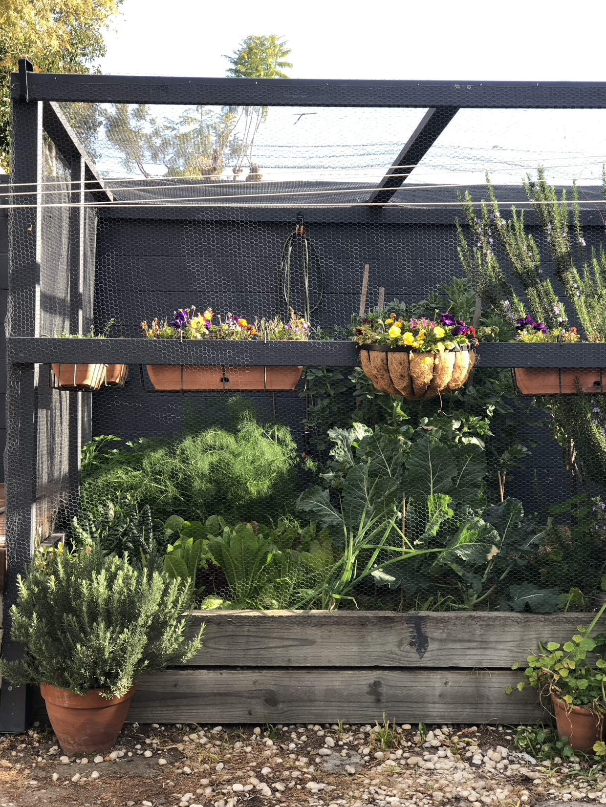 Angela's kitchen garden