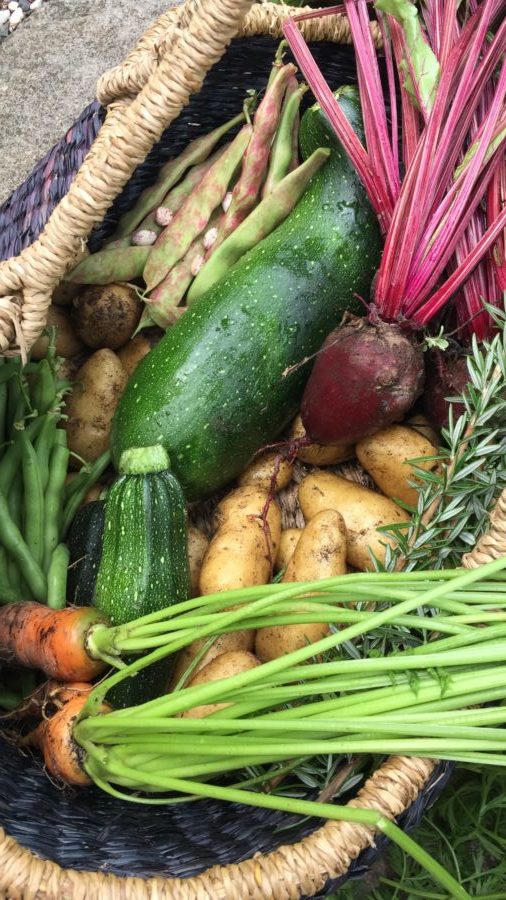 A basket of just-picked garden vegetables — zucchini, beetroot and carrots